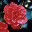Eliozabeth hawkins